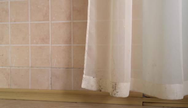 Best Mold Damage Restoration  in Loma Ri, CA