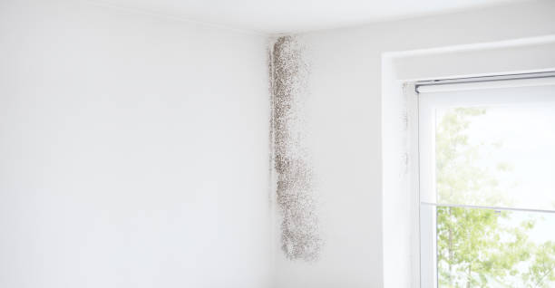 Best Mold Odor Removal Services  in Loma Ri, CA