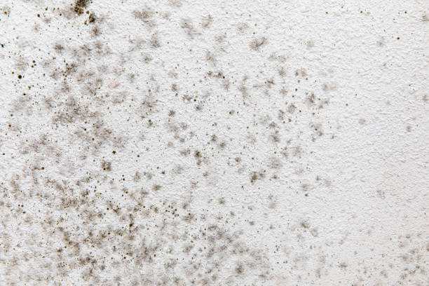 Best Mold Removal for HVAC Installations  in Loma Ri, CA