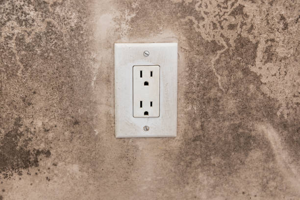 Best Basement Mold Removal  in Loma Ri, CA